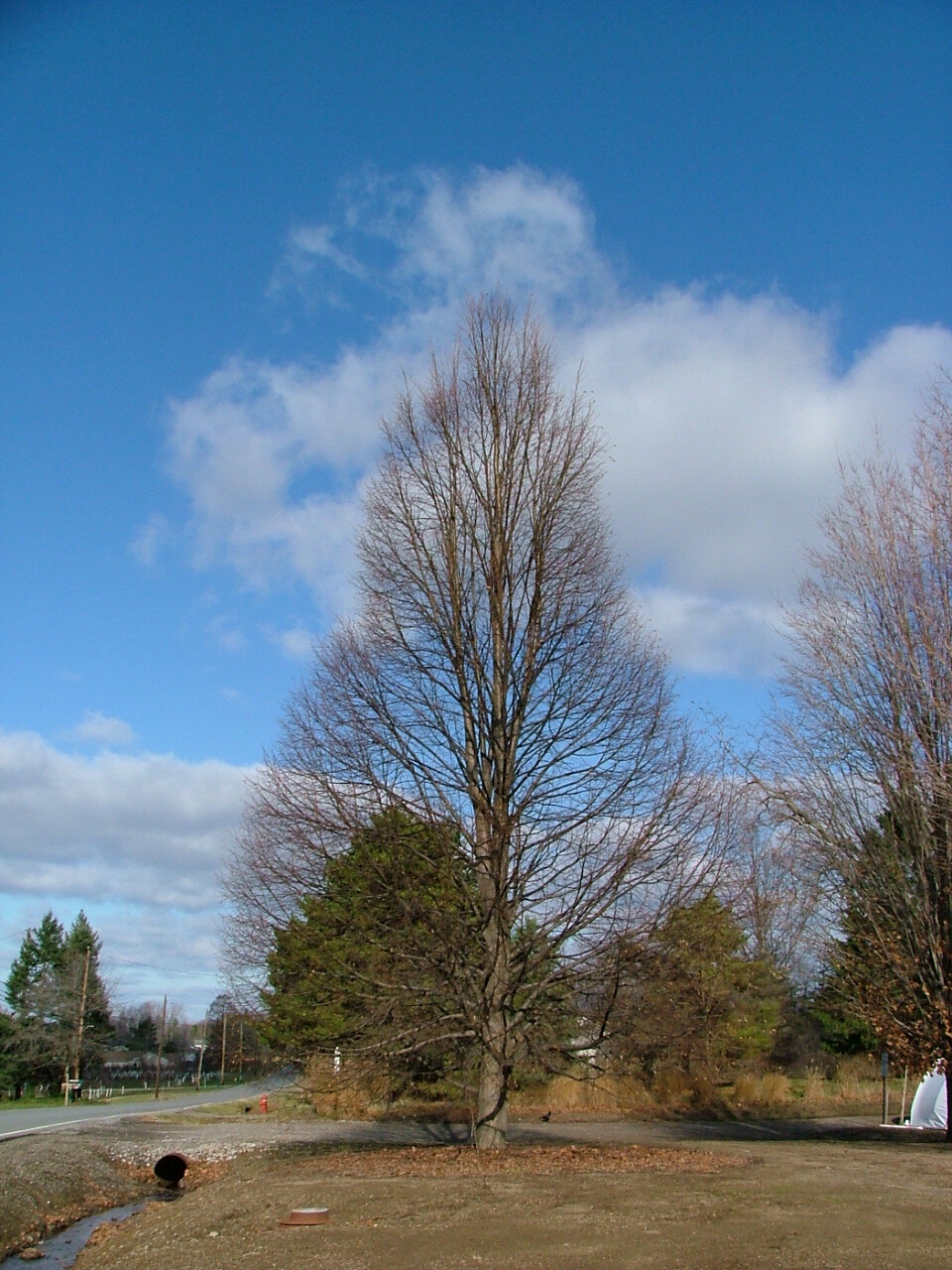 Tilia cordata 'Corzam'
