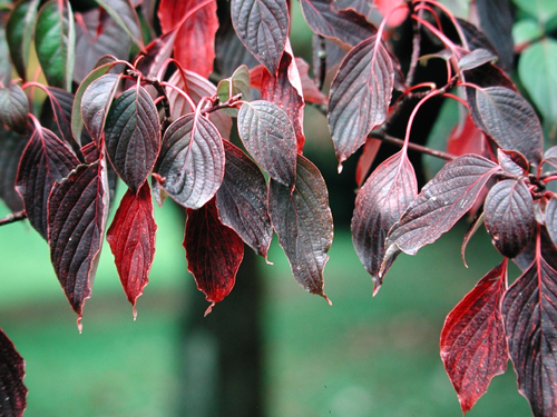 Cornus alternifolia