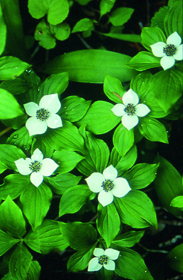 Cornus canadensis