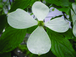 Cornus x 'Rutcan'