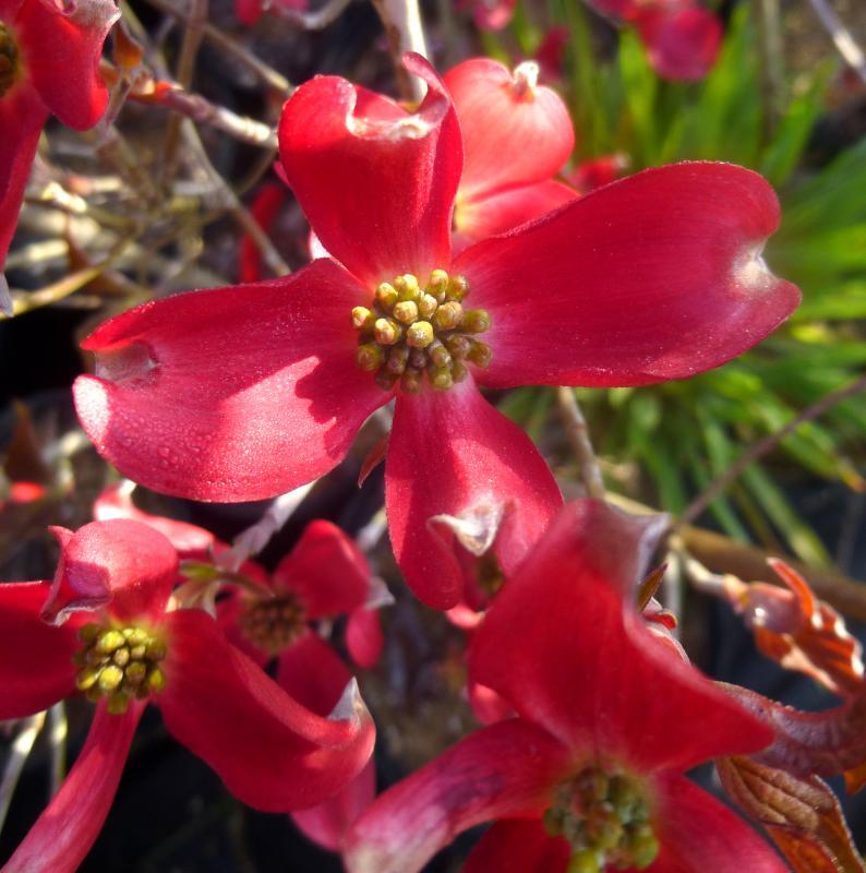 Cornus florida 'Comco No. 1' PP10166