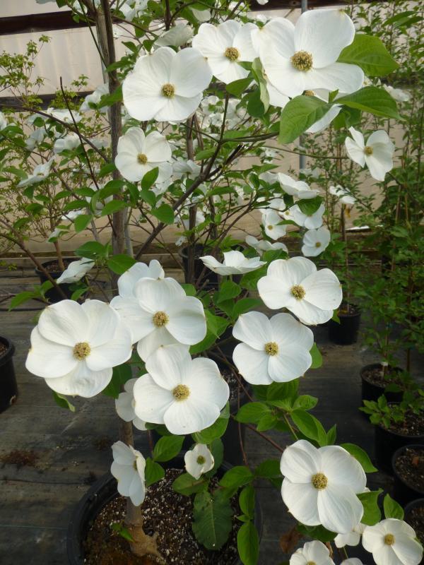 Cornus 'Eddie's White Wonder'