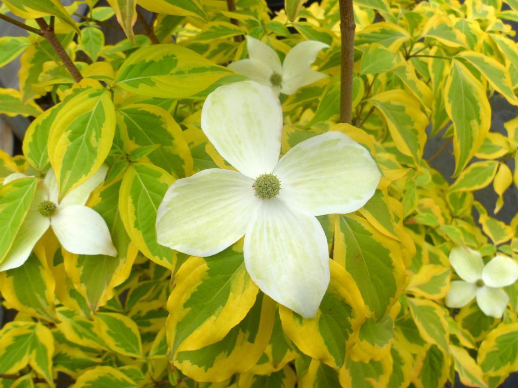 Cornus kousa var. chinensis 'Summer Gold' PP22765