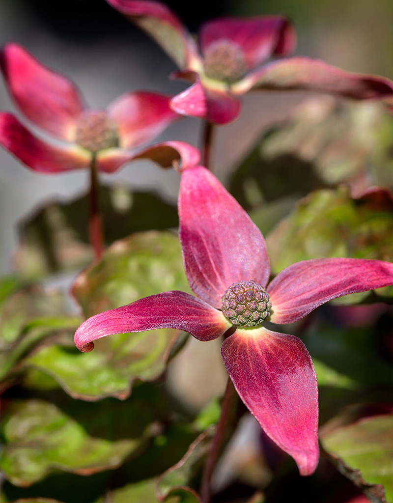 Cornus kousa 'Rutpink' (Scarlet Fire™ Dogwood) courtesy of Iseli Nursery