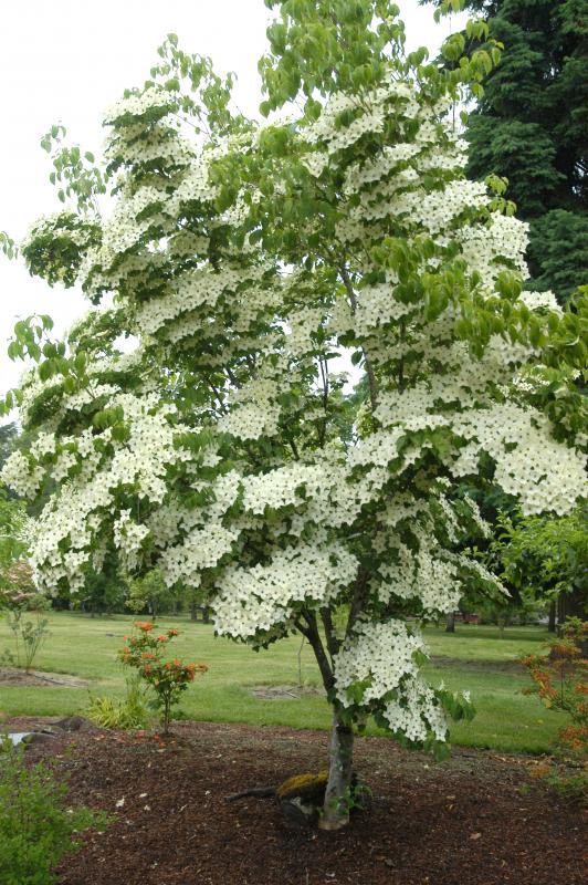 Cornus kousa var. chinensis