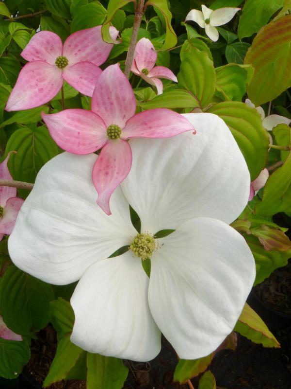 Cornus kousa x nuttallii 'KN30-8' PP16309