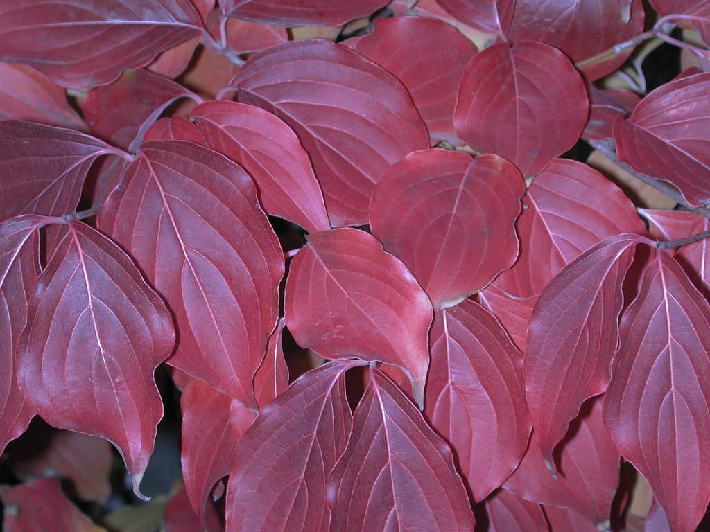 Cornus kousa