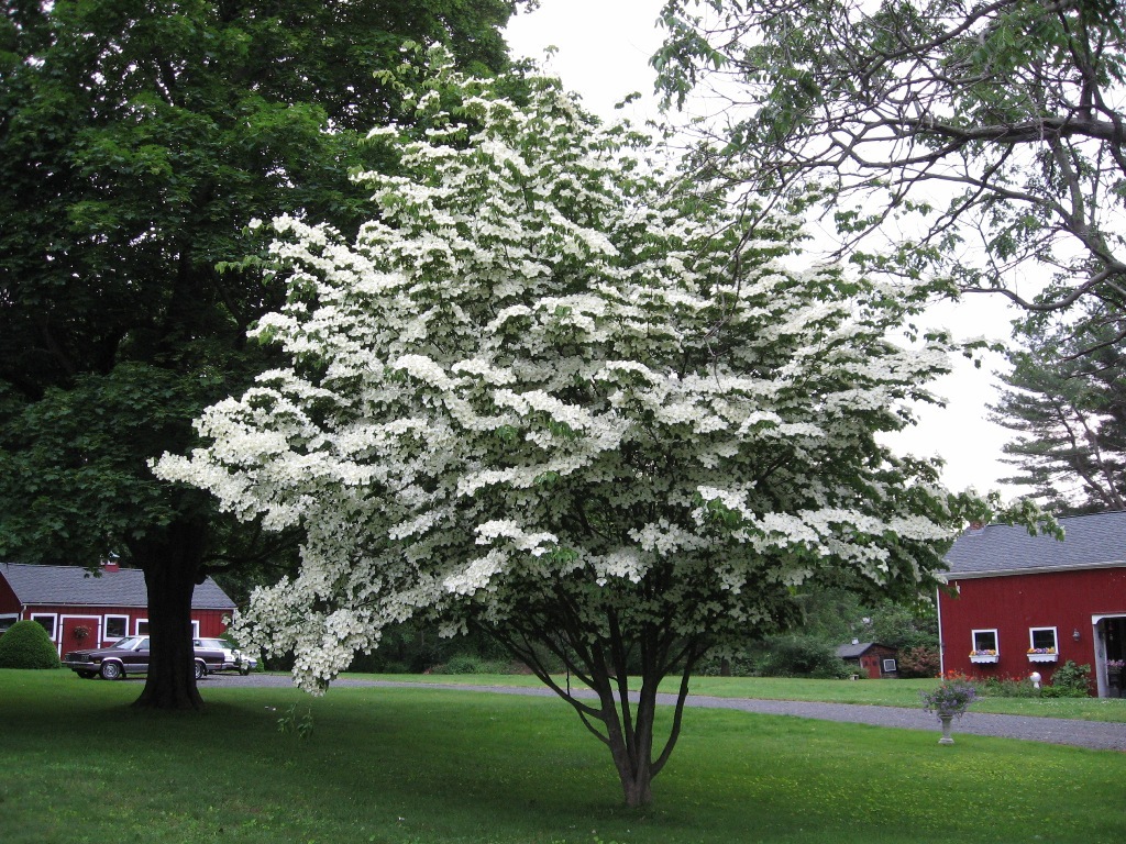 Cornus kousa