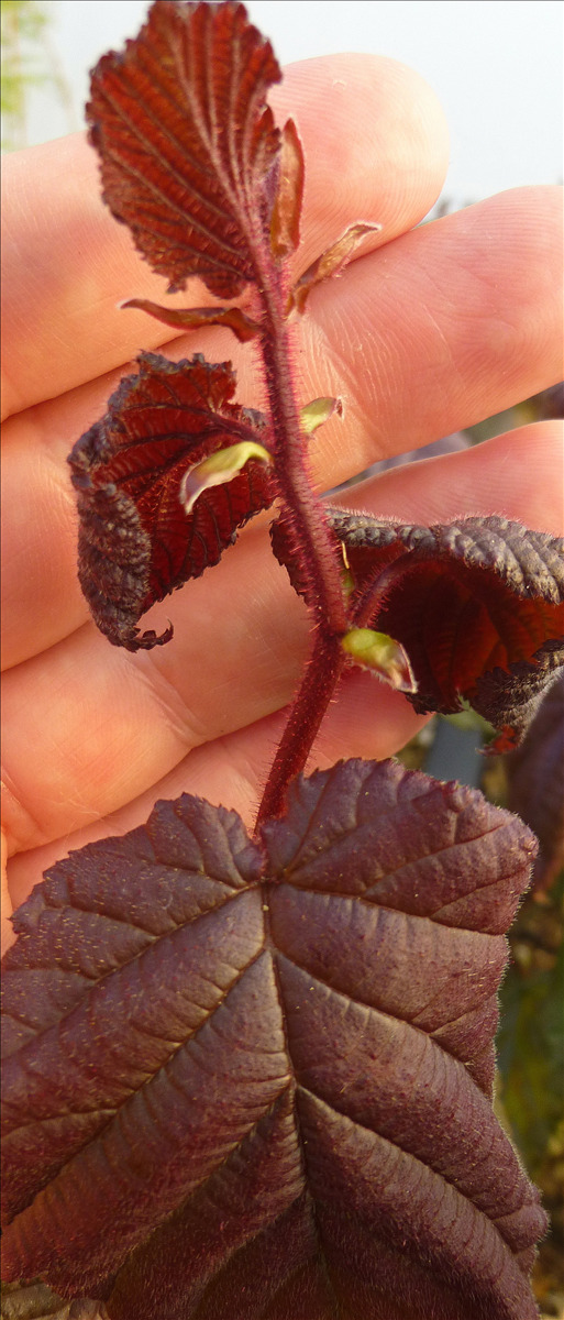 Corylus avellana 'Red Dragon' PP20694