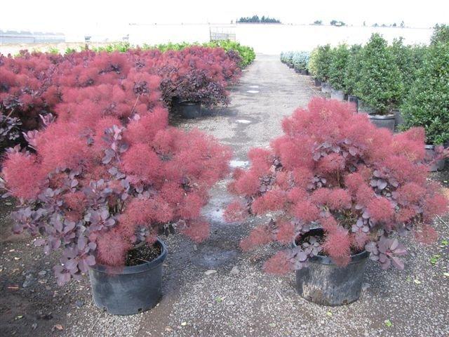Cotinus coggygria 'Royal Purple'