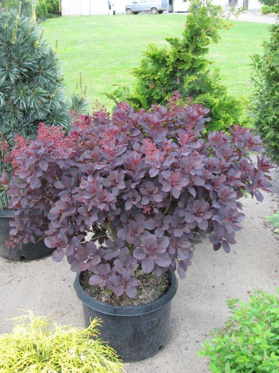 Cotinus coggygria 'Royal Purple'