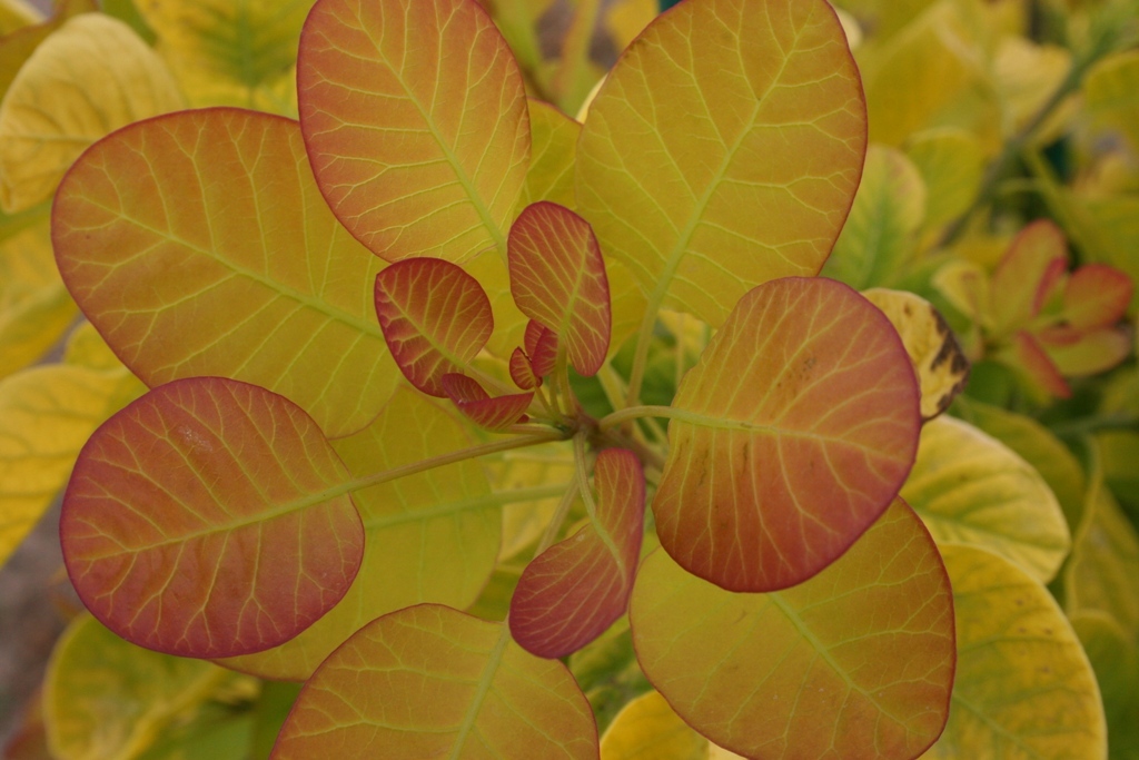 Cotinus coggygria 'Ancot' PP13082