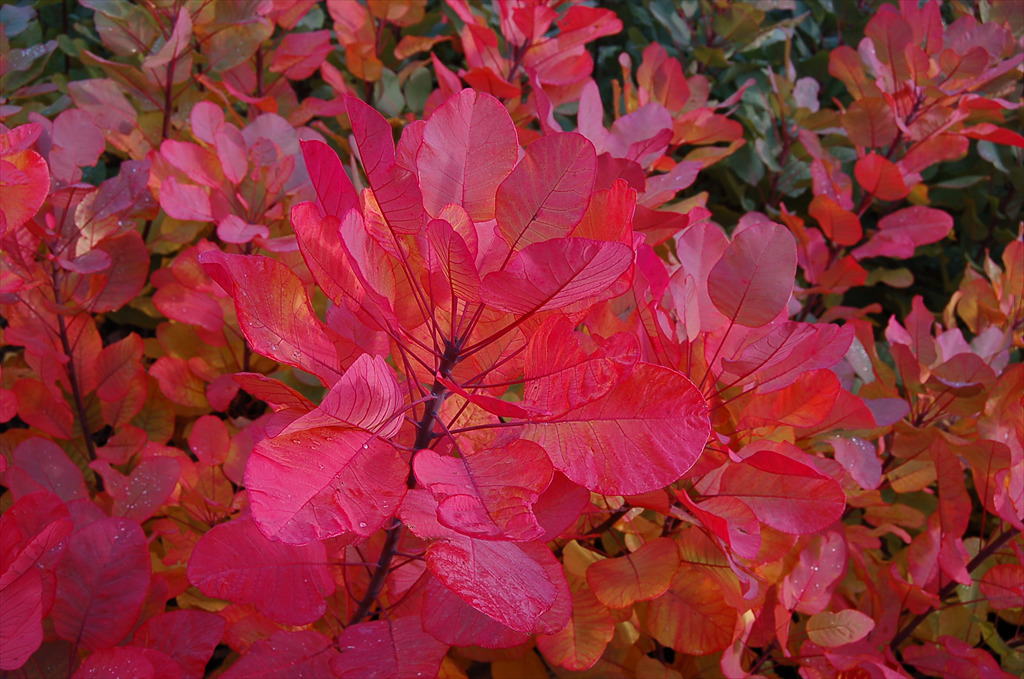 Cotinus coggygria 'Old Fashioned' PP19035