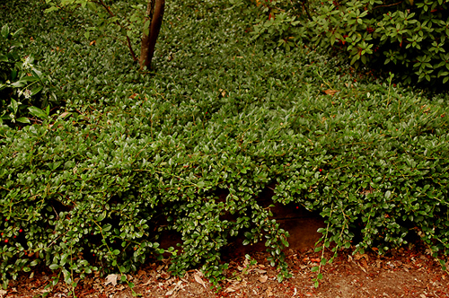 Cotoneaster dammeri
