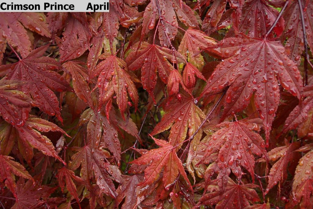 Acer palmatum 'Crimson Prince'