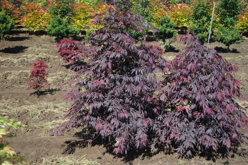Acer palmatum 'Crimson Carole'