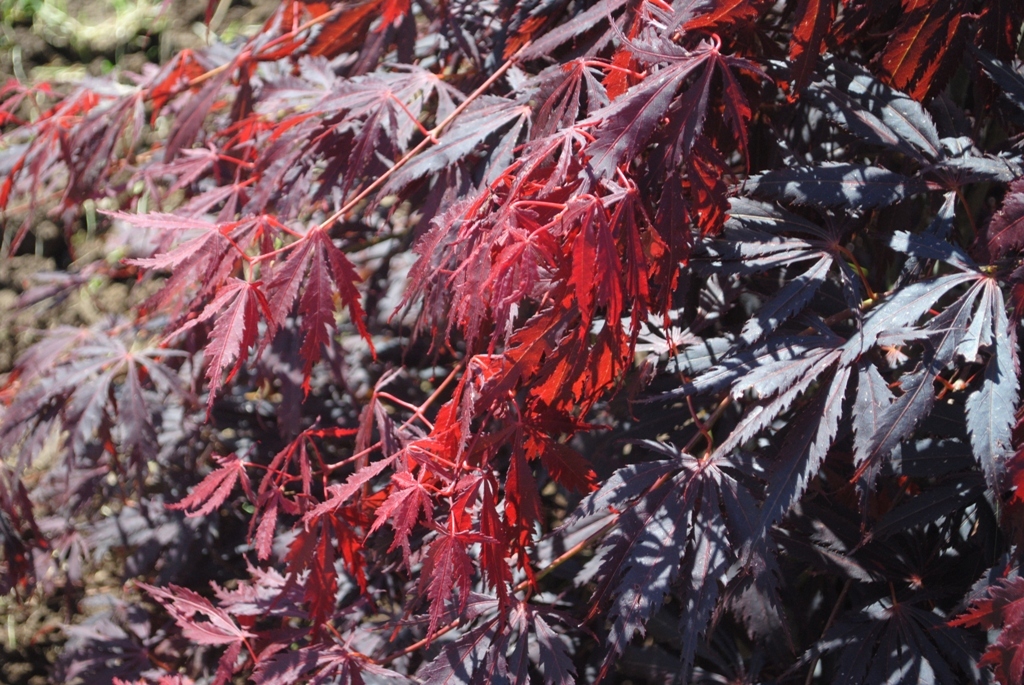 Acer palmatum 'Crimson Carole'