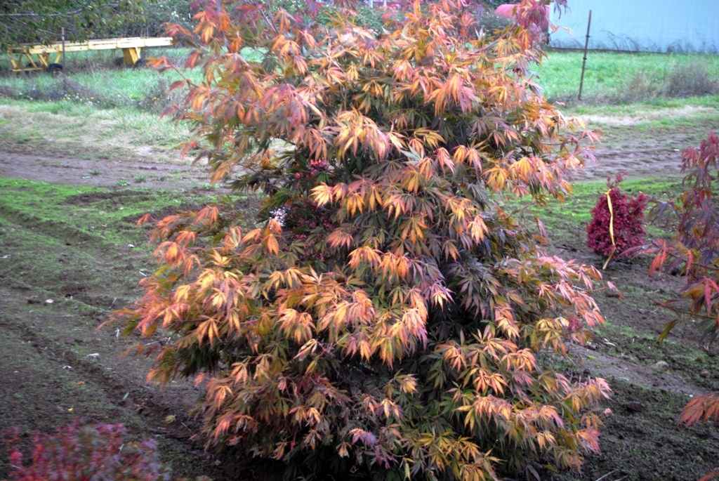 Acer palmatum 'Crimson Carole'