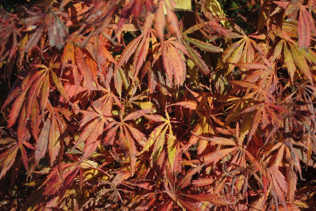 Acer palmatum 'Crimson Carole'