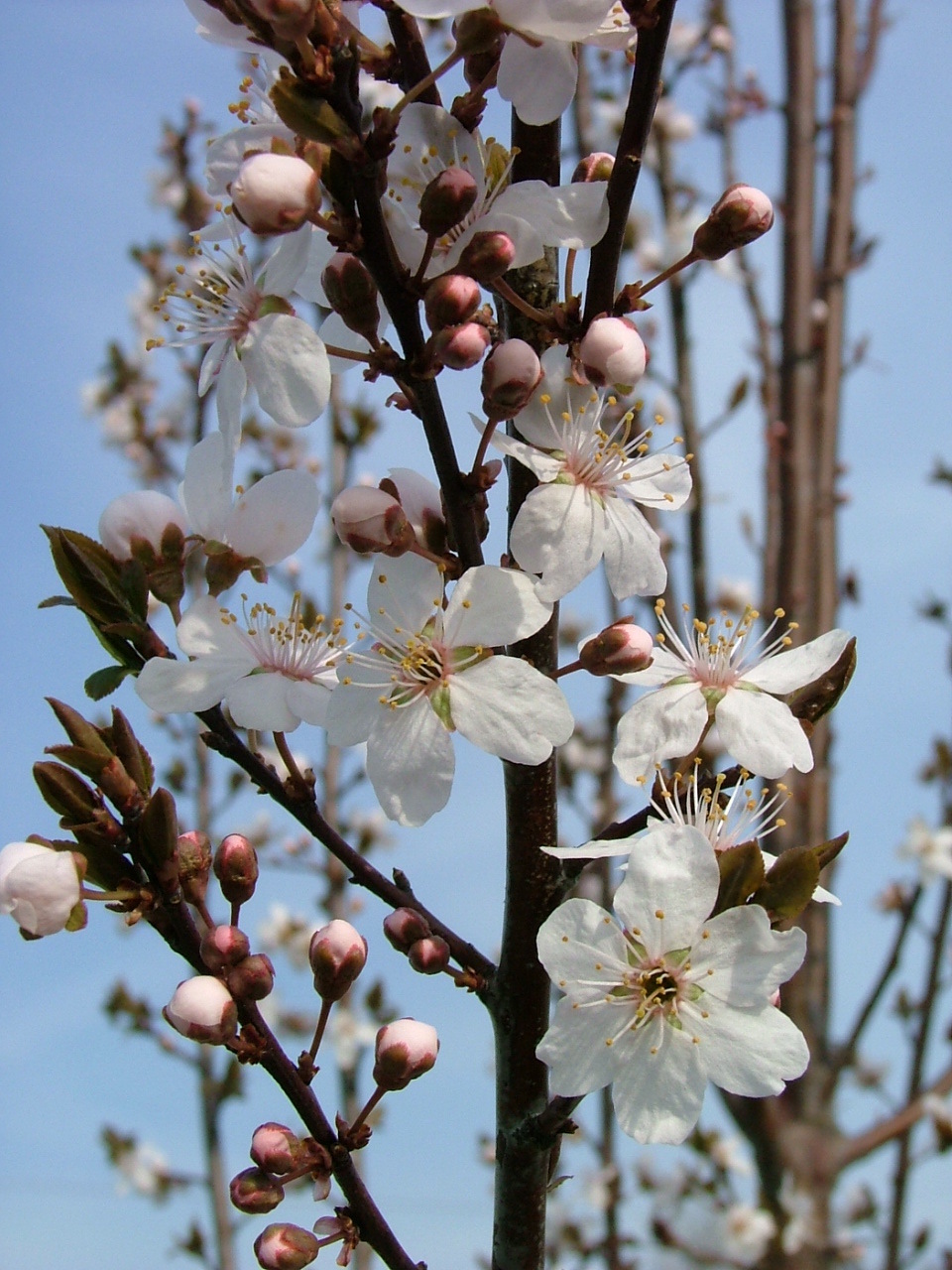 Prunus cerasifera 'Cripoizam'