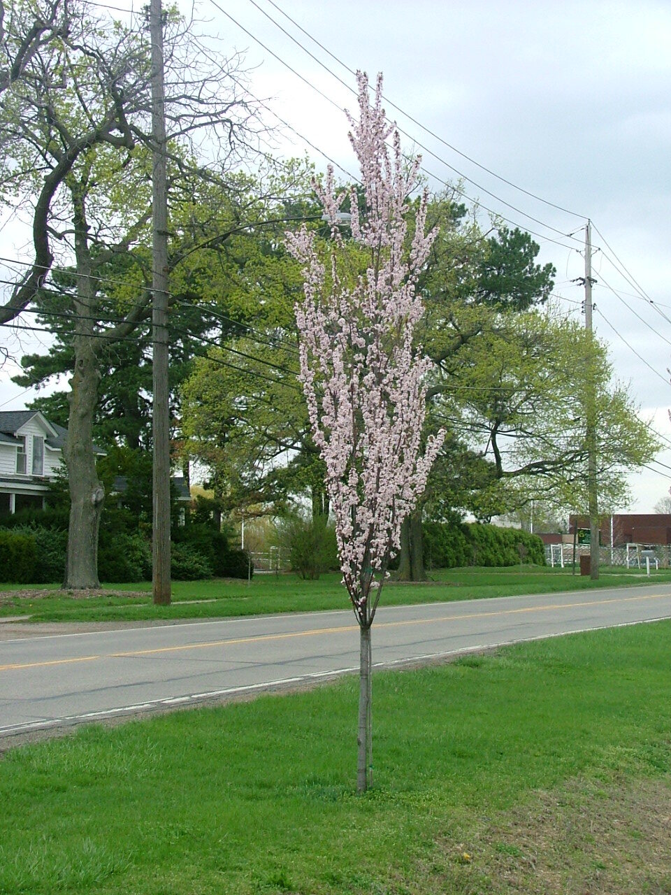 Prunus cerasifera 'Cripoizam'