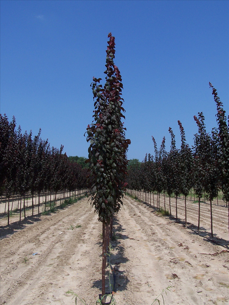 Prunus cerasifera 'Cripoizam'