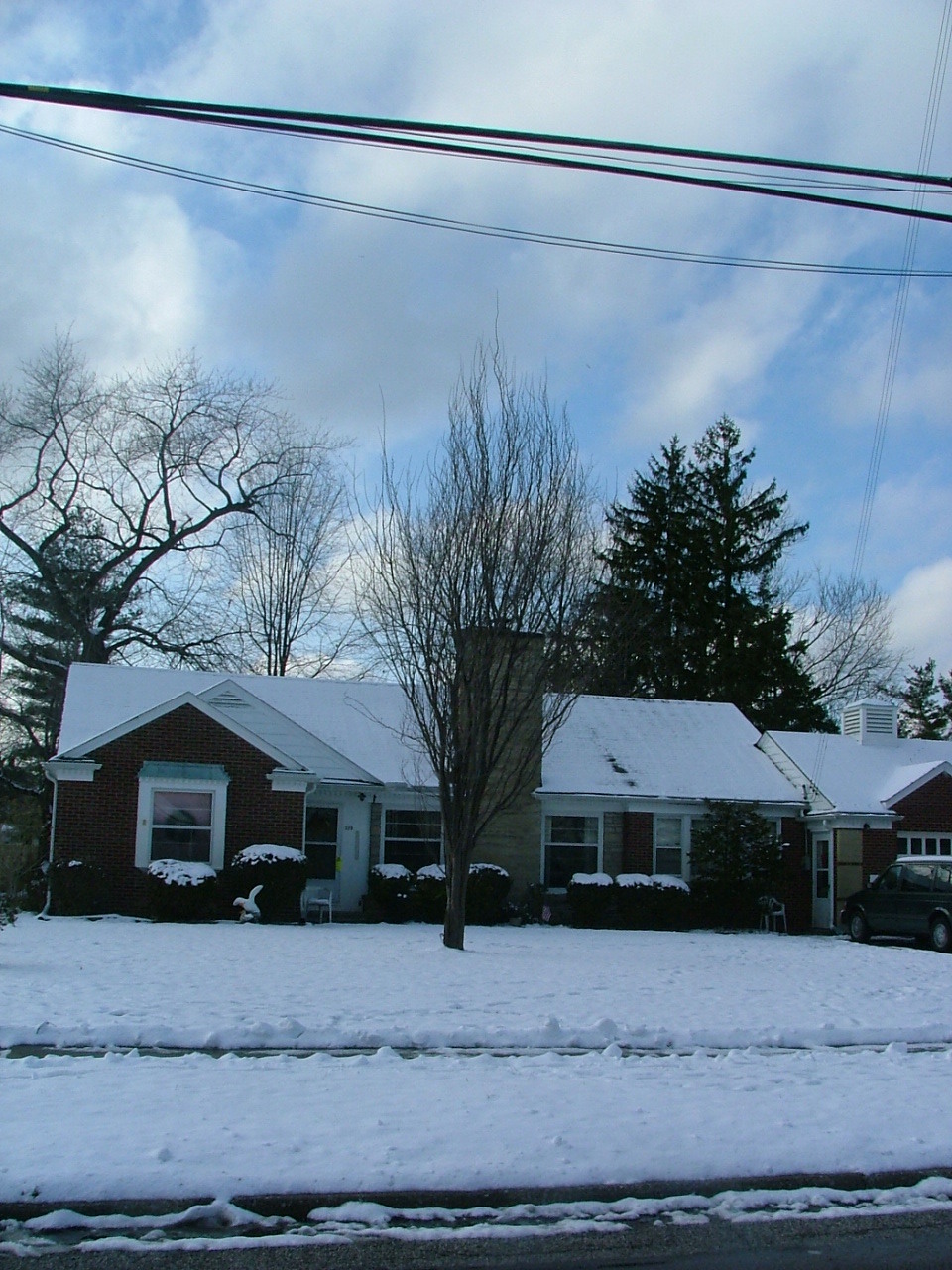Prunus cerasifera 'Cripoizam'