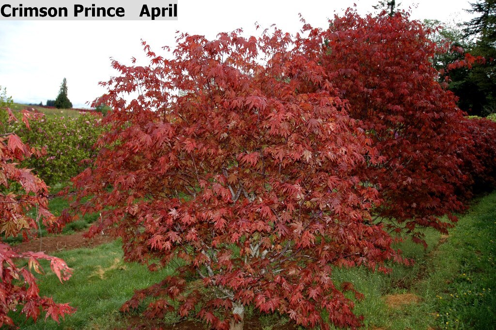 Acer palmatum 'Crimson Prince'
