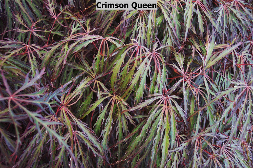 Acer palmatum var. dissectum 'Crimson Queen'