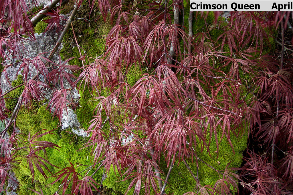 Acer palmatum var. dissectum 'Crimson Queen'