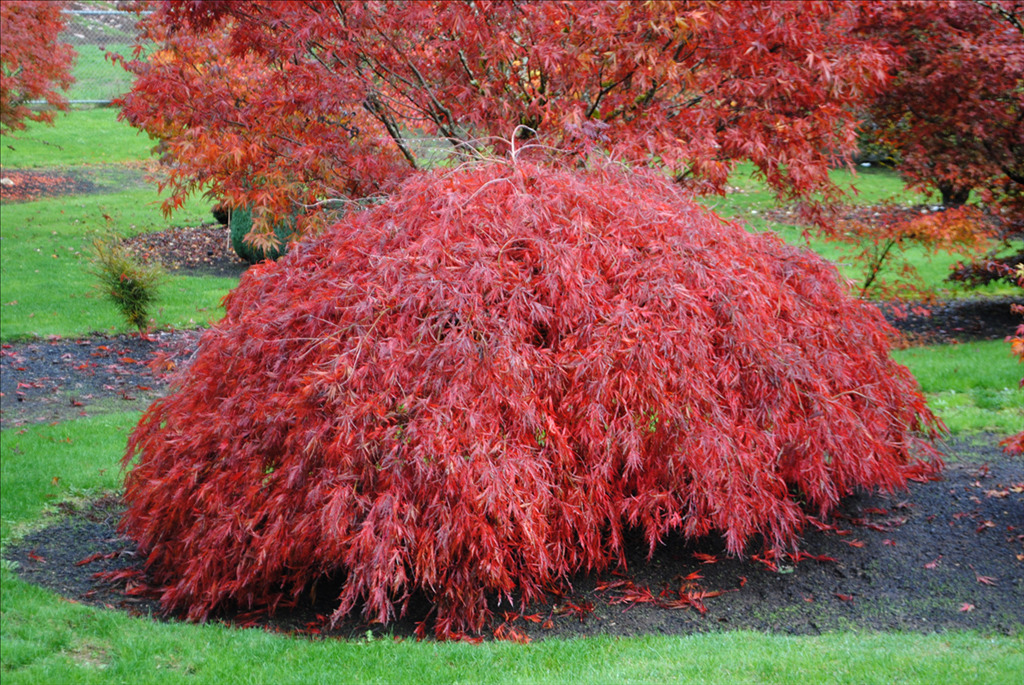 Acer palmatum var. dissectum 'Crimson Queen'
