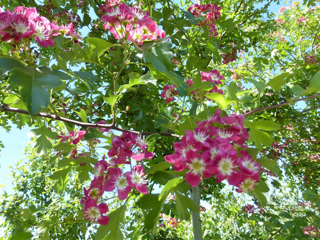 Crataegus laevigata 'Crimson Cloud'
