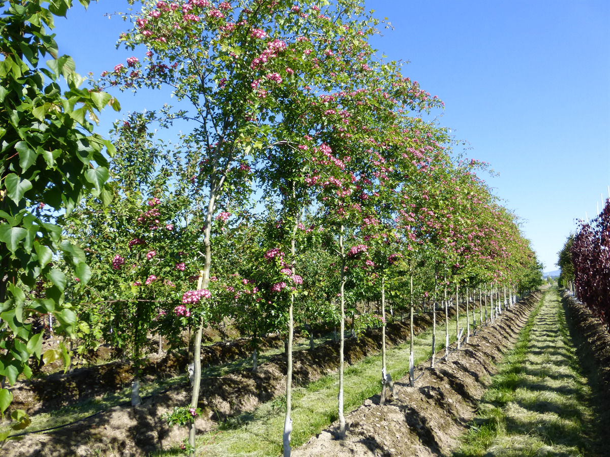 Crataegus laevigata 'Crimson Cloud'