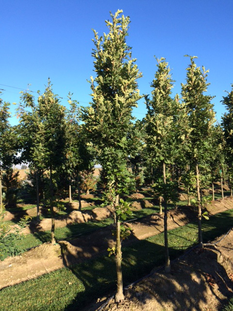 Quercus robur x Q. alba 'Crimschmidt'