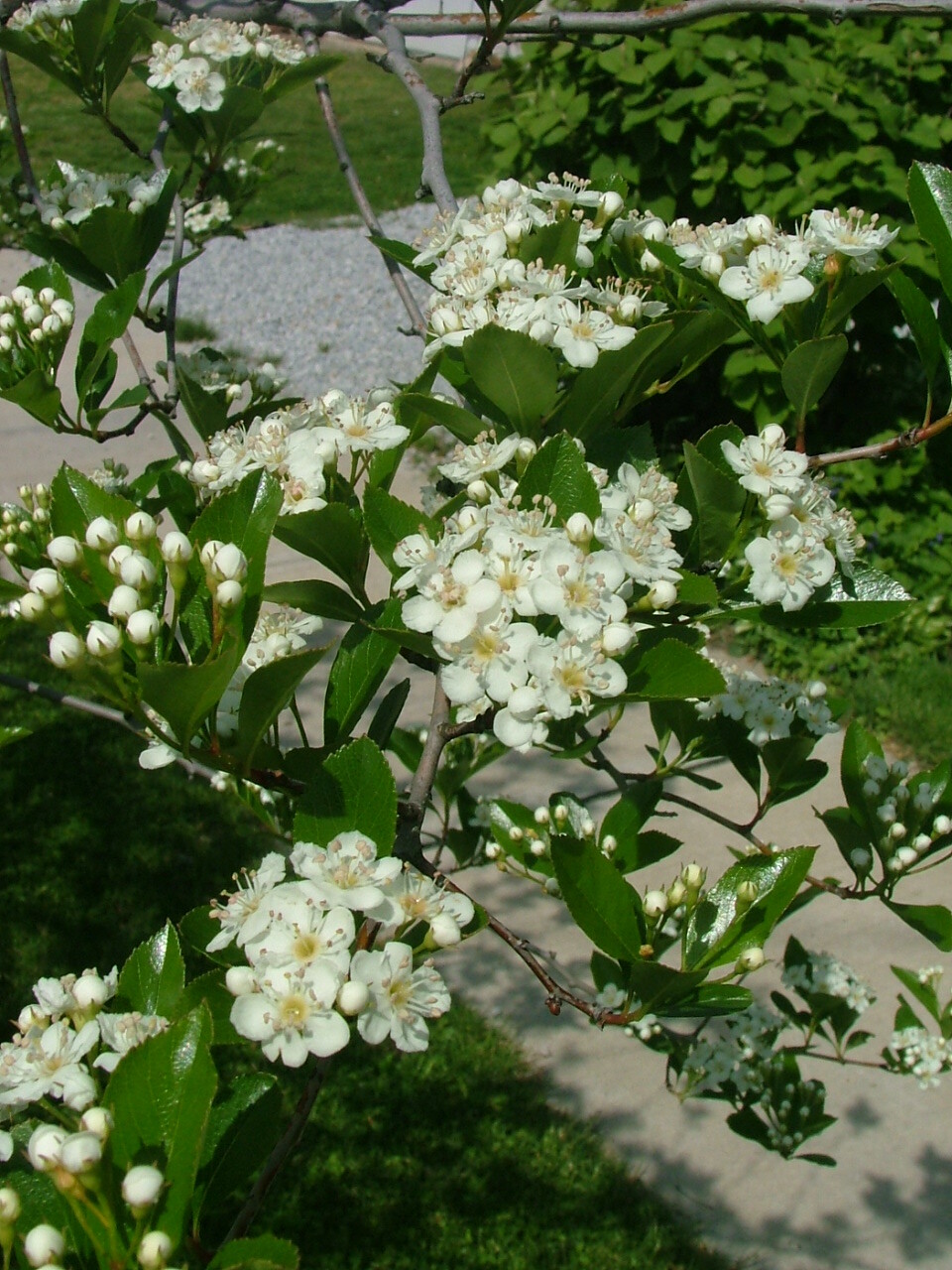 Crataegus crus-galli 'Cruzam'