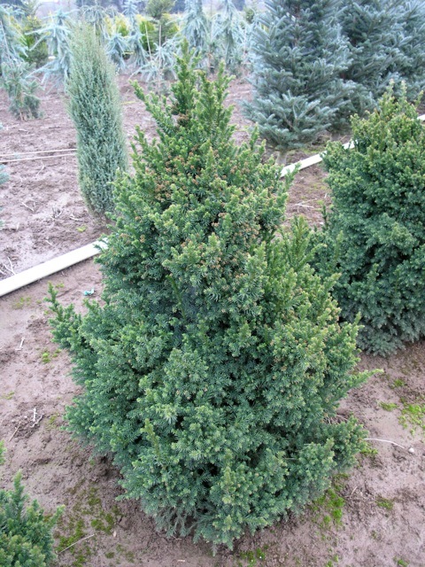 Cryptomeria japonica 'Black Dragon'