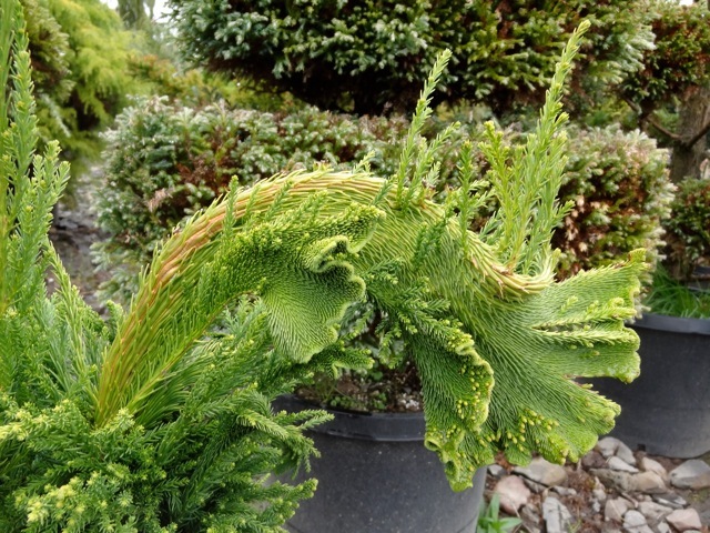 Cryptomeria japonica 'Cristata' (Japanese Cedar)
