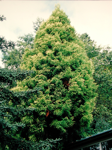 Cryptomeria japonica 'Sekkan-sugi'
