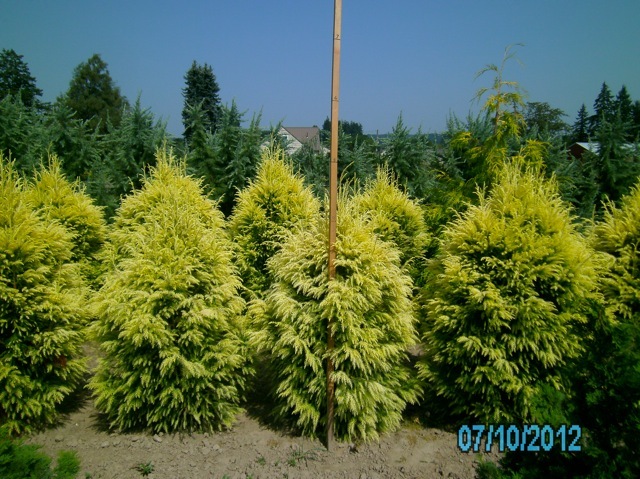 Cryptomeria japonica 'Sekkan-sugi'