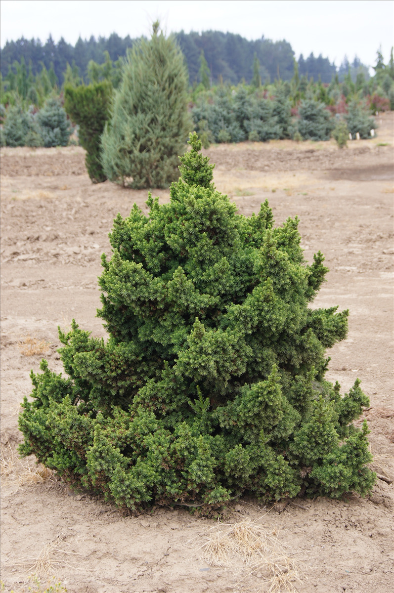 Cryptomeria japonica 'Black Dragon'