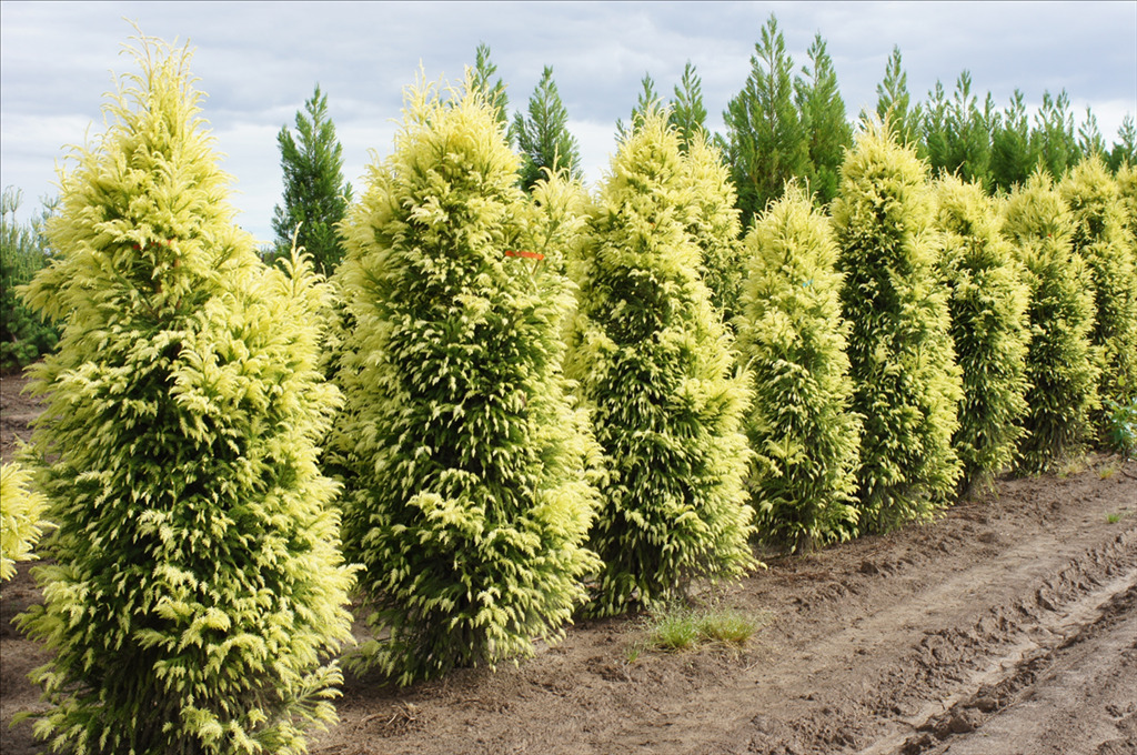 Cryptomeria japonica 'Sekkan-sugi'