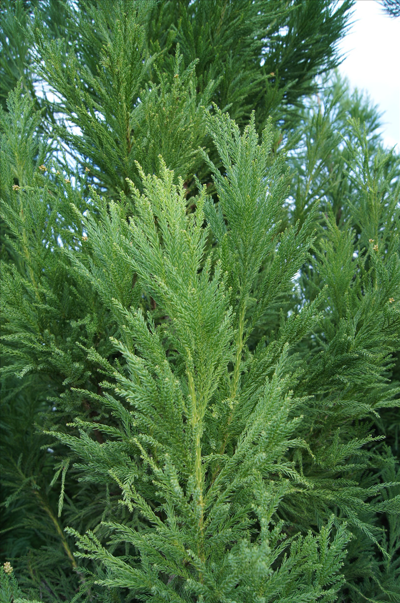 Cryptomeria japonica 'Yoshino'