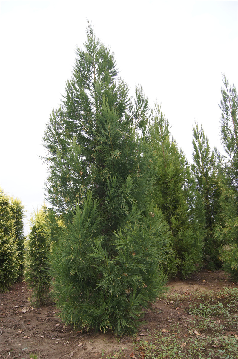 Cryptomeria japonica 'Yoshino'