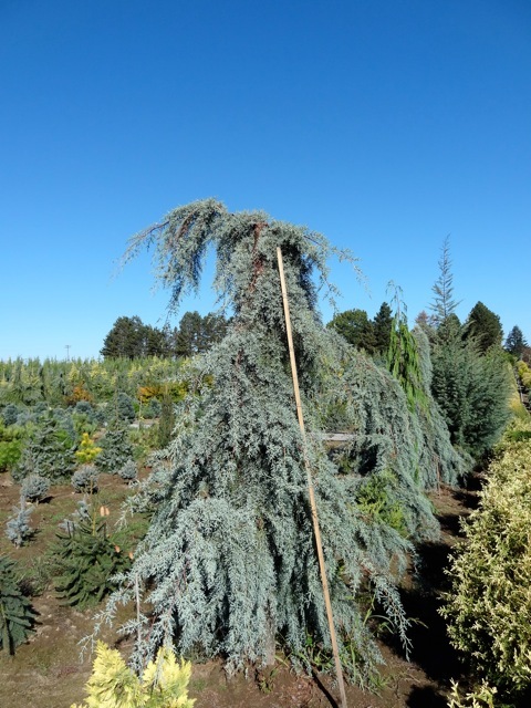Cupressus glabra 'Raywood's Weeping'