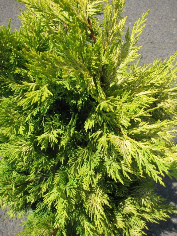 Cupressus leylandi 'Gold Rider'