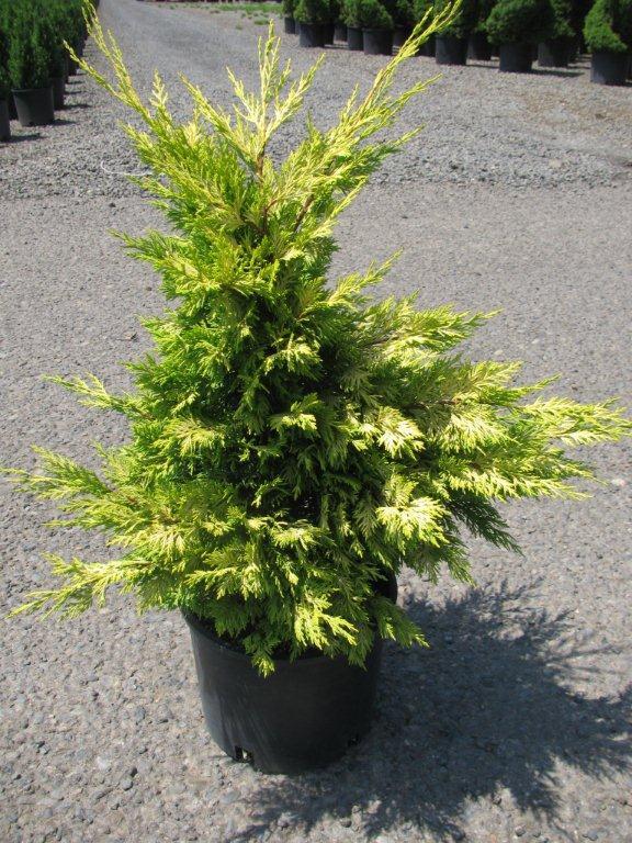 Cupressus leylandi 'Gold Rider'