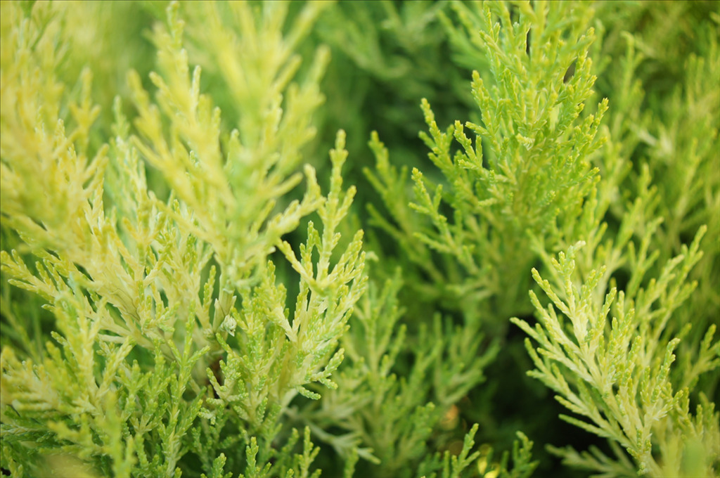 Cupressus macrocarpa 'Wilma Goldcrest'