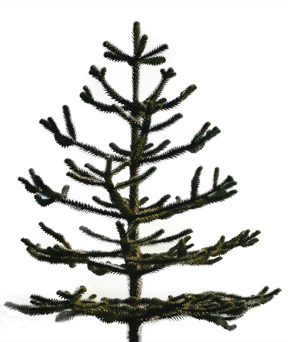 Araucaria araucana