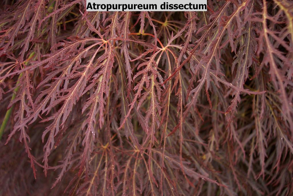 Acer palmatum var. dissectum 'Atropurpureum'