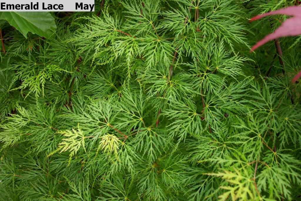 Acer palmatum var. dissectum 'Emerald Lace'
